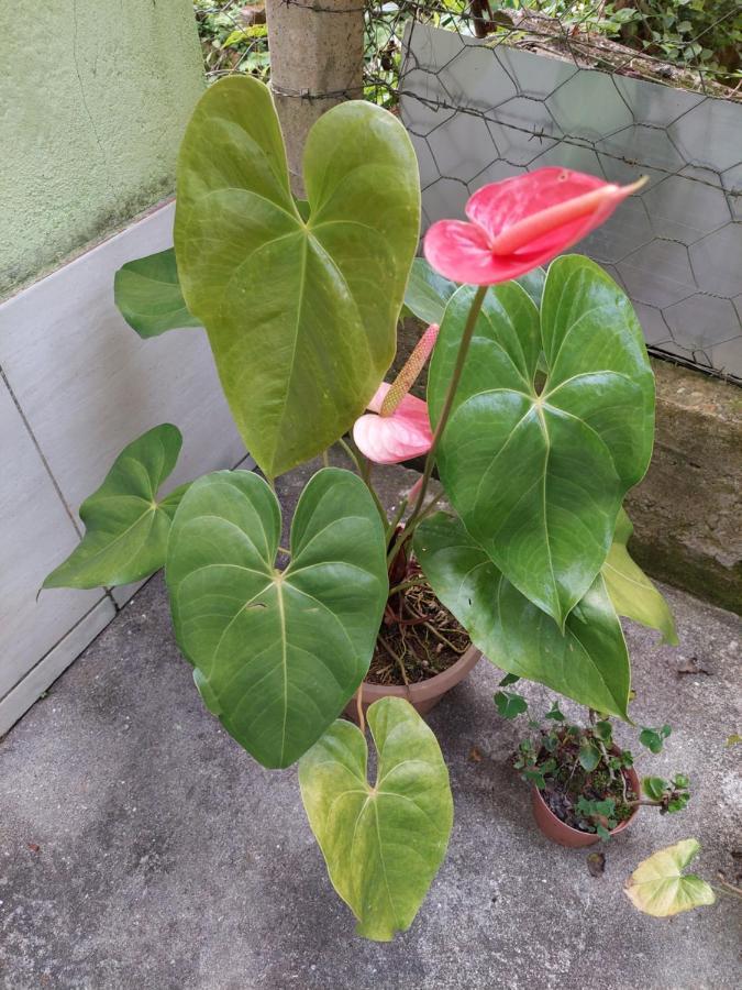 Casa Canto Verde Visconde de Mauá Eksteriør bilde